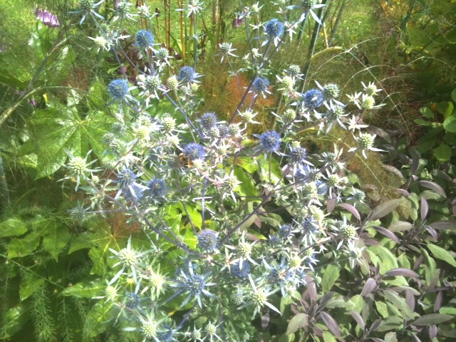 Percival Triangle Scheme - London Islington, Malta Str Open Space - Attractive planting on central �Wavy Walls�